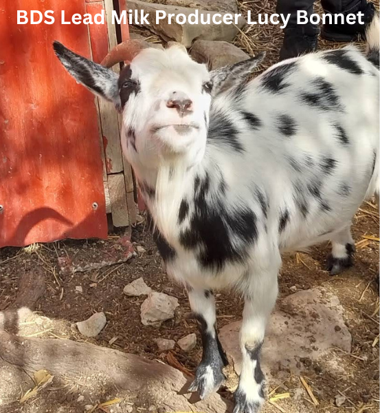 OUR BEST SELLER: BDS Lavender Fields *Handmade Goat's Milk Soap (4oz)