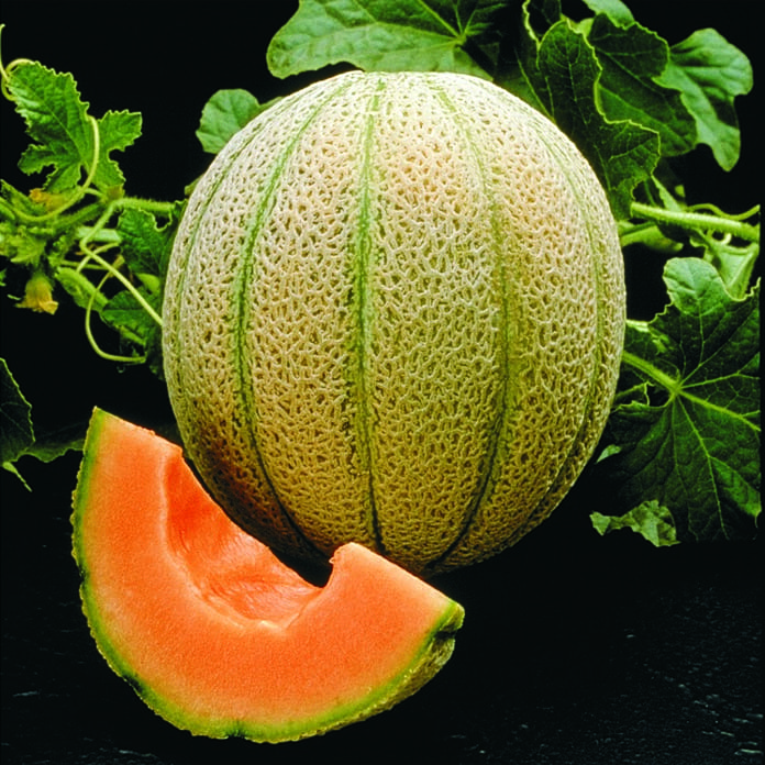 Cantaloupe *9oz Amber Jar Candle, Wood Wick