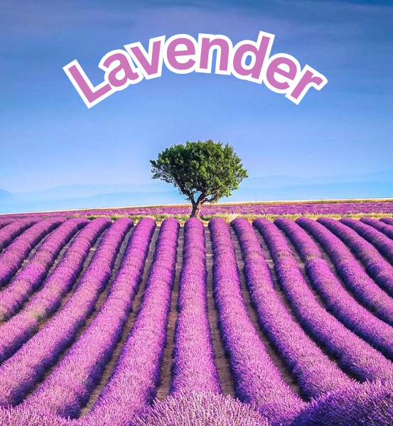 Lavender Fields  *Handmade Goat's Milk Soap (4oz)